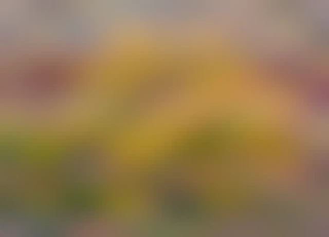 A color landscape photo of a large tree in fall foliage ground in front a a sheer sandstone dome shaped wall. The sandstone wall is mostly a brick-red color except of the top quarter that is a lighter beige color. There's some sagebrush in the foreground and to the left of the large mature tree is a smaller tree that is still fairly green and has yet to turn bright yellow like its neighbor. 