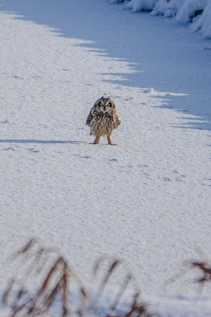Short-eared owl standing on frozen ditch, looking towards the camera. With kind of bodyguard stance