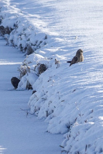 Four Short-eared owls in the shadow at the water edge. The on on top is the fifth who joined them after landing on the frozen ditch.
