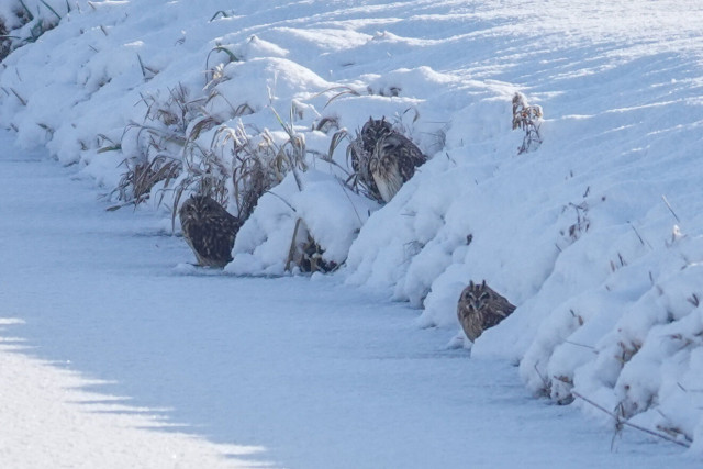 The four short-eared owls near the water edge
