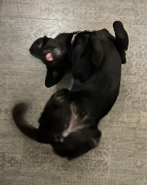 Dog in impossible position