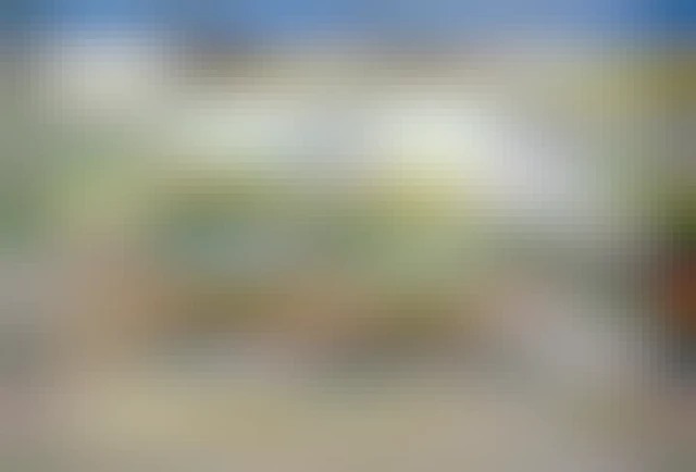 Close-up photo of a desert wildflower, using the "frog perspective" (the camera is low on the ground, at eye level with the plant). The plant has large, glowing white flowers with yellow anthers and stamens. Fine drops of water from a recent sprinkle can be made out on the petals.