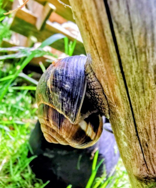 Nahaufnahme einer gefleckten Weinbergschnecke in einem Garten. Der Körper ruht an einem Holzpfahl im Schatten. Die Spiralen im schwarzbraunen Haus sind gut zu sehen. Im Hintergrund Gras und eine Kompostmiete.