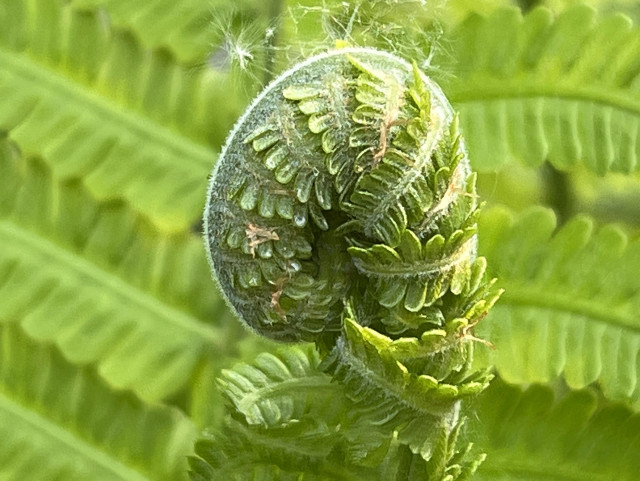 Closeup side view of the coiled leaf of a fern, its fronds wrapped around itself, in some places just starting to open, looking to me like scales on a sleeping dragon. A few gossamer threads of spider web and a white feathery seed are attached to the curved spine of the plant. In the background slightly out of focus open fern fronds, in a lovely warm yellow-green colour, fill the frame. 