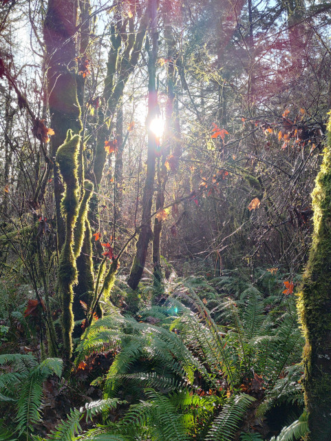 A view of the sun shining through a mossy forest with ferns at the bottom. It's the kind of view that lifts your soul.