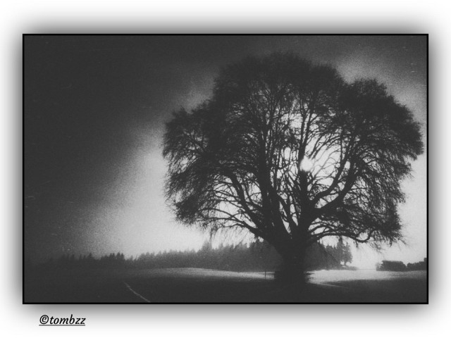 Black and white analog photograph showing a solitary, wide-crowned tree positioned on the right side of the frame, standing in an open field. Intense sunlight breaks through the branches, creating strong chiaroscuro and revealing the structure of the limbs. A light mist softens the background, with a faint line of forest on the horizon. The sky is not uniform; the left side of the frame is noticeably darkened, and a vignette effect appears around the tree’s crown, adding depth and focus to the composition. The surface of the image shows deliberate scratches created using the distressed negative technique, giving the photograph a raw, textured character. The atmosphere is quiet and contemplative, highlighting the physical presence of the medium and the moody beauty of the landscape.