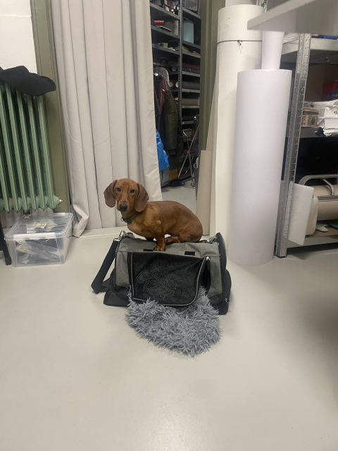 A workshop scene with a dachshund sitting on top of a travel bag looking towards the camera