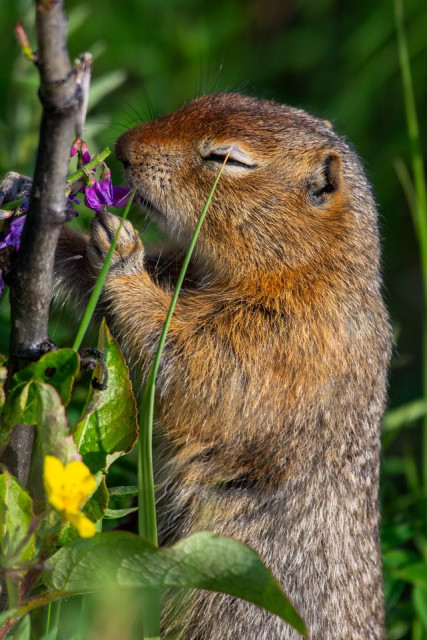 A close-up view of an arctic ground squirrel standing upright among green alpine vegetation. The squirrel holds a small cluster of purple alpine sweetvetch flowers with its front paws while chewing, its eyes partially closed. Its fur is a mix of warm brown and gray tones, with fine texture visible along the face and body. The background is softly blurred, filled with green leaves and stems, emphasizing the squirrel and the flowers it is feeding on.
