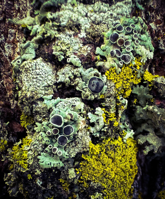 Closeup of mosses and lichens on a tree. There is some bright green, some muted green, and some of those things with brown nubbly ends. 