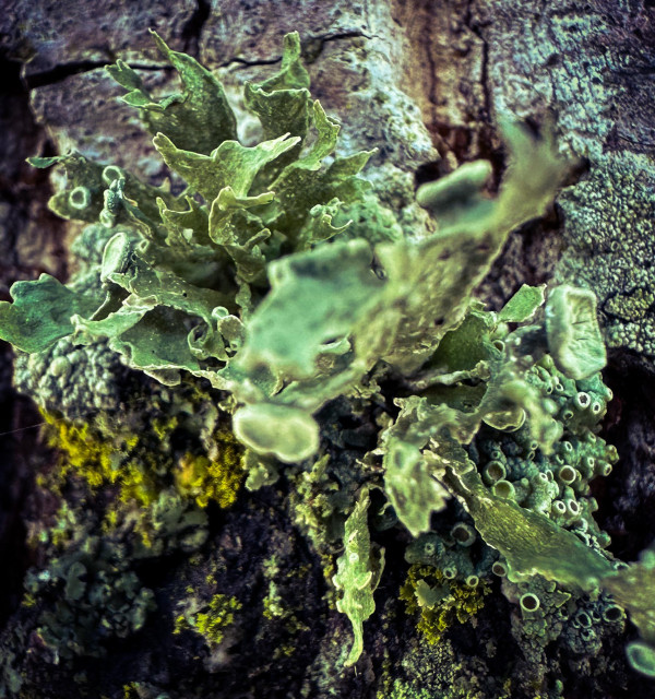 Closeup of mosses and lichens on a tree. There is some bright green, some muted green, and some of those things with brown nubbly ends. Most of the frame is a large leafy lichen thing. 
