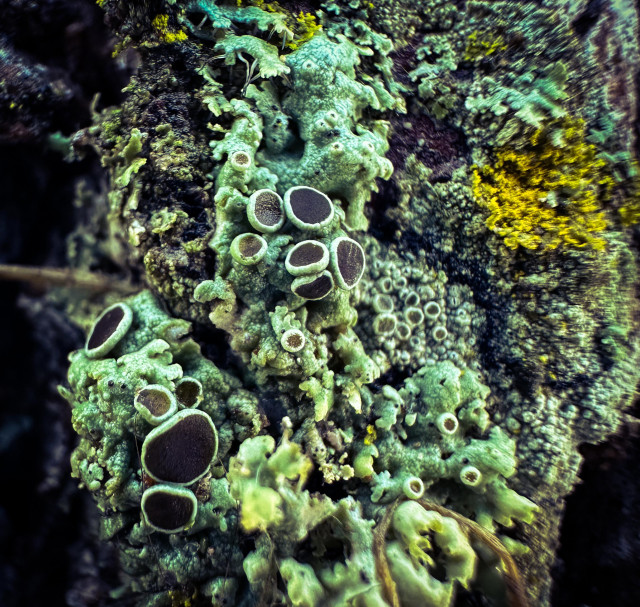 Closeup of mosses and lichens on a tree. There is some bright green, some muted green, and some of those things with brown nubbly ends. 