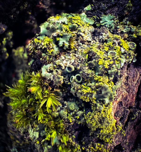 Closeup of mosses and lichens on a tree. There is some bright green, some muted green, and some of those things with brown nubbly ends. 
