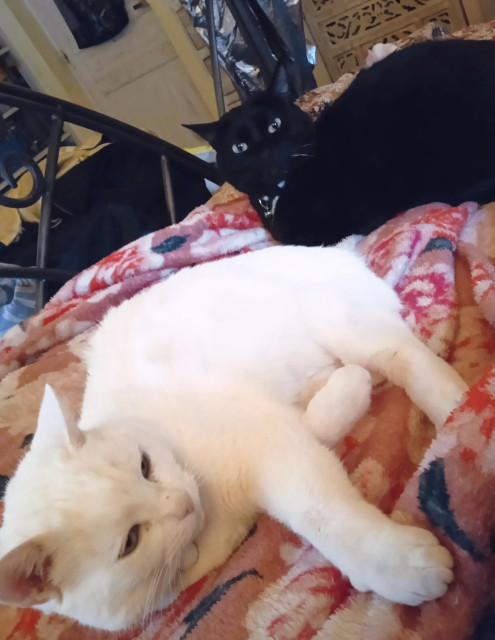 A white cat (front centre) and a black cat (right back) lie sprawled in contentment across a pink flower patterned blanket. Behind is a white door, my snow pants hanging to dry on the bed post, and part of a book shelf.