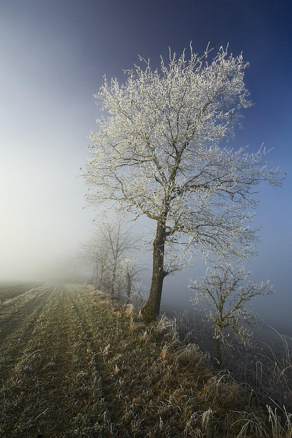 A leafless tree stands alone on the right. Its dark bark and intricate branches are completely covered in bright white hoarfrost. The tree anchors a composition divided by thick, low-lying fog. The left side dissolves into a soft, glowing white mist that obscures the horizon, while the upper right clears to reveal a deep gradient of blue in the sky. Below, a frost-covered field stretches into the distance, its rows of frozen grass visible, leading the eye towards the line of smaller, fainter trees that fade into the background fog. The scene conveys the crisp, silent stillness of a freezing winter morning.