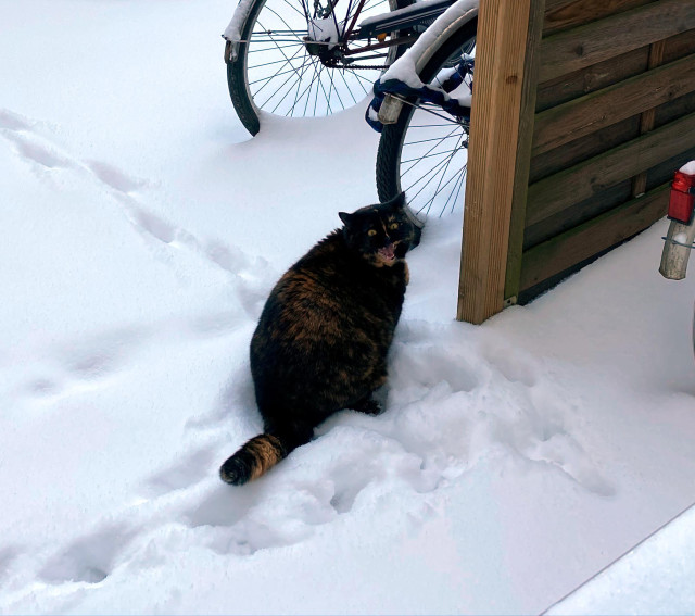 Tortoise shell cat in the snow. mouth open, meowing annoyed. paw traces, a wooden wall and wheels of bicycles visible