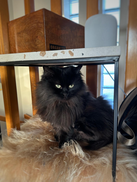 En svart långhårig katt sitter på en fårfällskudde och ser yrvaken ut. Hon är placerad under ett litet bord i ett trapphus.