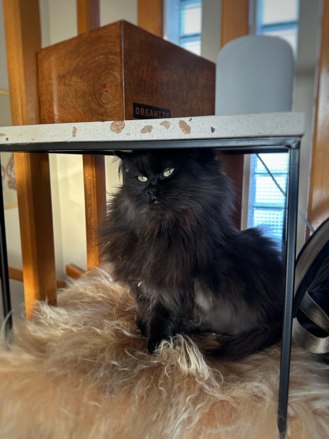 En svart långhårig katt sitter på en fårfällskudde och ser yrvaken ut. Katten sitter nu upp och är i färd med att sträcka sig.