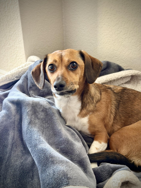A dachshund in a plush bed. Her lip is curled up a little and she looks uncomfortable. 