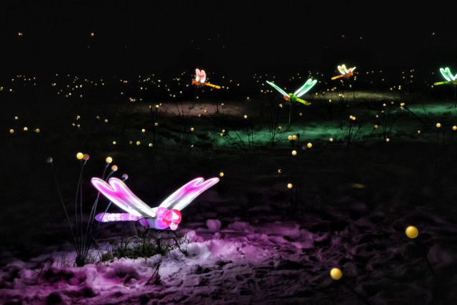 A magical nighttime scene features illuminated, colourful dragonfly sculptures hovering above a snowy landscape. The dragonflies, glowing in vibrant hues of pink, green, and yellow, are intricately designed with delicate wings and slender bodies. They appear to be suspended in mid-flight, surrounded by clusters of small, glowing yellow orbs that resemble fireflies or fairy lights. The ground is blanketed in snow, with patches of colourful light adding a mystical ambiance to the scene.