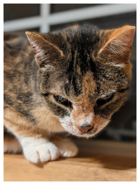 close up. tabby/calico cat with orange, brown, and black fur, white muzzle, and white front paws crouched on a wood windowsill,  looking downward, with ears angled back and whiskers visible. the background is a blurred, paned window showing night.