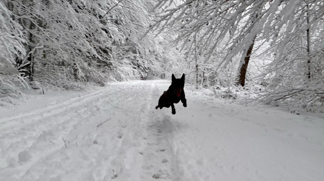 A Kelpie dog is mid-jump on a snowy path surrounded by snow-covered trees. The scene captures a winter landscape with fresh snow blanketing the ground and branches.