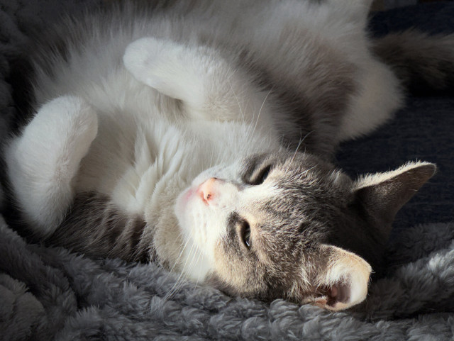 White &amp; grey cat lying on back on grey fleece.