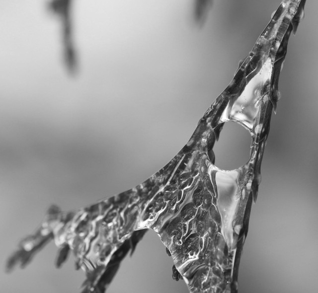 Black and white macro photograph of ice on the surface of cedar leaf scales. The leaf scales are distributed over two small branches and the ice has frozen between them, forming a kind of bright and translucent triangle, with a perfectly round hole in its middle.

Photographie macro en noir et blanc de glace sur la surface des écailles d'une feuille de cèdre. Les écailles de la feuille se distribuent sur deux petites branches et la glace s'est figée entre les deux, formant une sorte de triangle brillant et translucide, avec un trou parfaitement rond en son milieu.