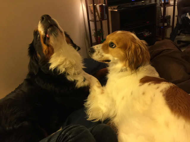 Archie pawing hello to Henrik, my Bernese Mountain Dog