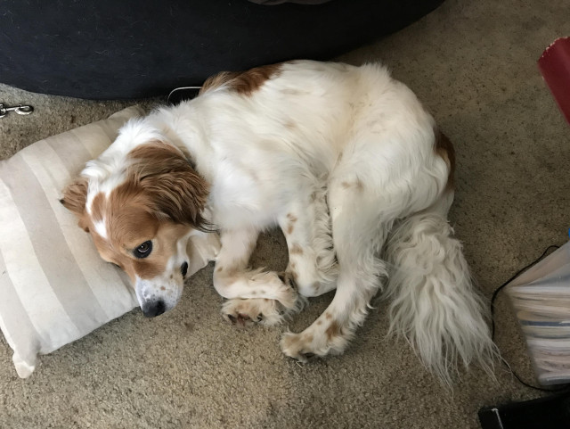 Archie laying on a pillow. 