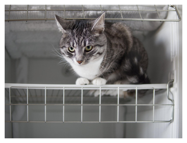 En liggande bild på katten Sonja som ligger på en hylla i en frys som avfrostas, men med mycket snö och is.