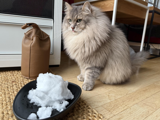 Closeup of a grey Siberian cat (Knold) sitting next to an open door. On the doormat in front of him is a black bowl with a load of fresh snow. Knold is looking out of the door, but his tongue is slightly out in anticipation. He is very fluffy, especially his large majestic mane.