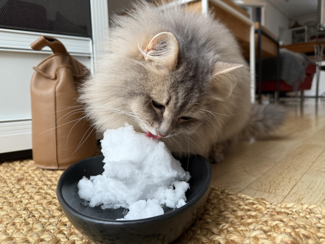 Closeup of a grey Siberian cat (Knold) sitting in front of a black bowl with a load of fresh snow placed on a doormat. He is licking the snow enthusiastically. He is very fluffy.