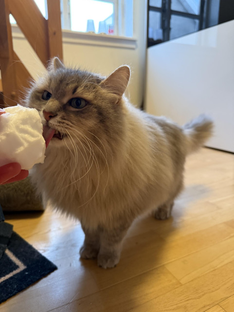 Closeup of a grey Siberian cat (Knold) standing on a wooden floor. In front of him is a snowball held by a human hand. He is stretching his neck licking the snowball, eyes slightly wild. He is very fluffy.