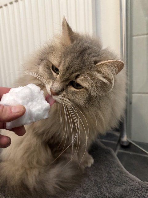 Closeup of a grey Siberian cat (Knold) sitting on a bathroom floor on top of a grey towel. In front of him is a snowball held by a human hand. His head is turned to lick the snowball. He is very fluffy.