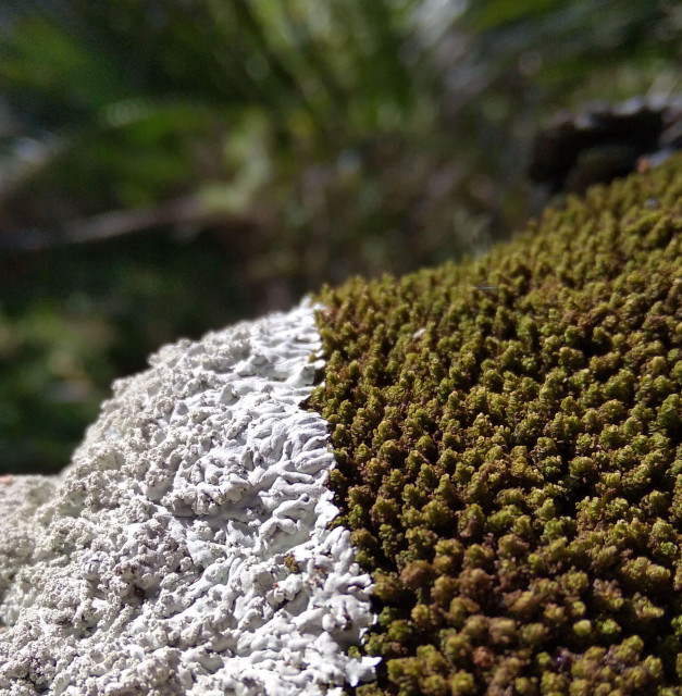 A close up of a branch (though you can't tell from the photo) covered by a white lichen on the left, and dull green moss on the right. There is a clear, reasonably straight, dividing line between the two. There's a nice contrast between the two textures, with the lichen being slightly gnarly, and the moss being composed of many small conical tufts. The background is out of focus, and shows dark green vegetation.