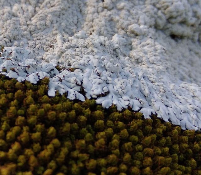 Another close up of lichen and moss on a branch, this time filling the whole frame, with a slanting dividing line separating the lichen (above) from the moss (below). Here it seems as if the lichen may have grown over some of the moss, and with a bit of imagination this looks like an avalanche flowing down over a forest.