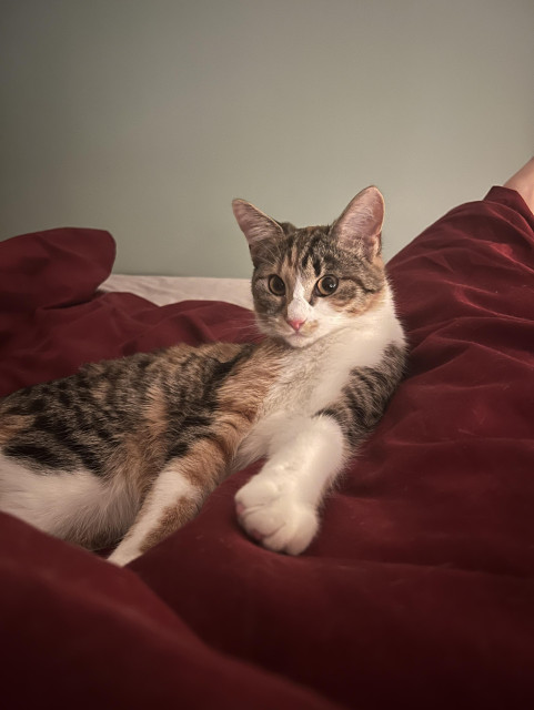 Sköldpaddsfärgad katt ligger på rött täcke och tittar in i kameran.