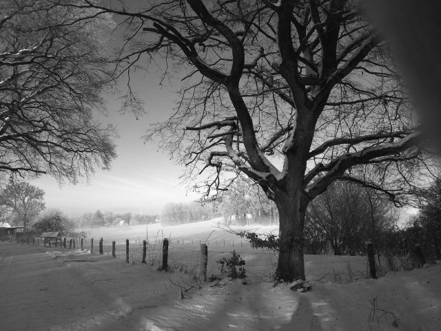 Winterliche Landschaft mit kahlem Baum im Vordergrund und einem Zaun, der sich durch eine schneebedeckte Wiese zieht.