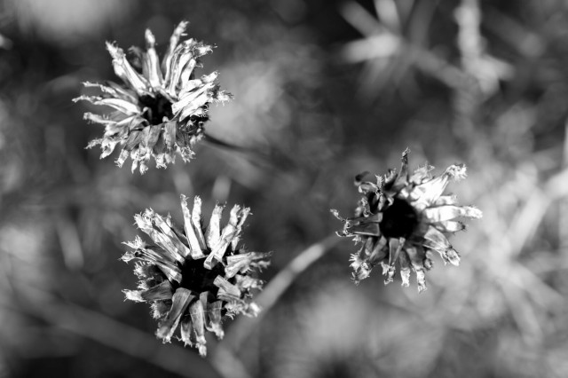 Black and white photo of the dry remains of three flower heads, still atop their tall stalks, against a blurred background of vegetation. Each is many fraying spikes arranged around a black hole.