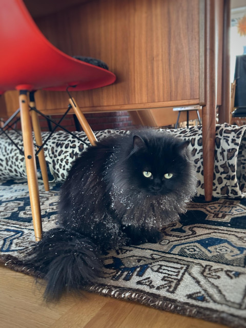En svart långhårig katt sitter under ett skrivbord med snöflingor i pälsen
