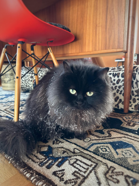 En svart långhårig katt sitter under ett skrivbord med snöflingor i pälsen