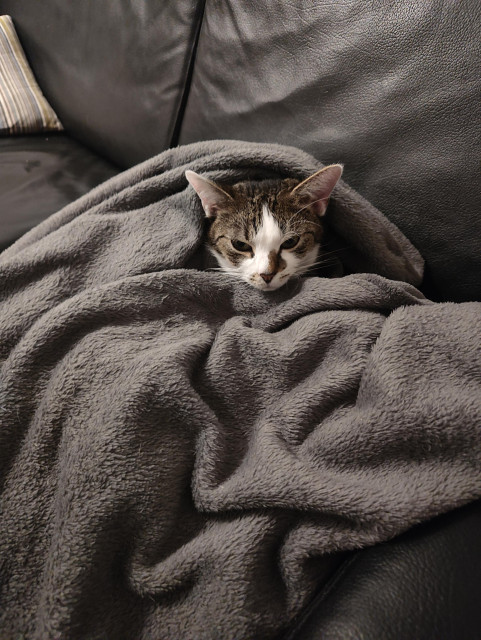 Kater Sammy sitzt eingekuschelt in einer Decke. Nur das Köpfchen ist zu sehen 