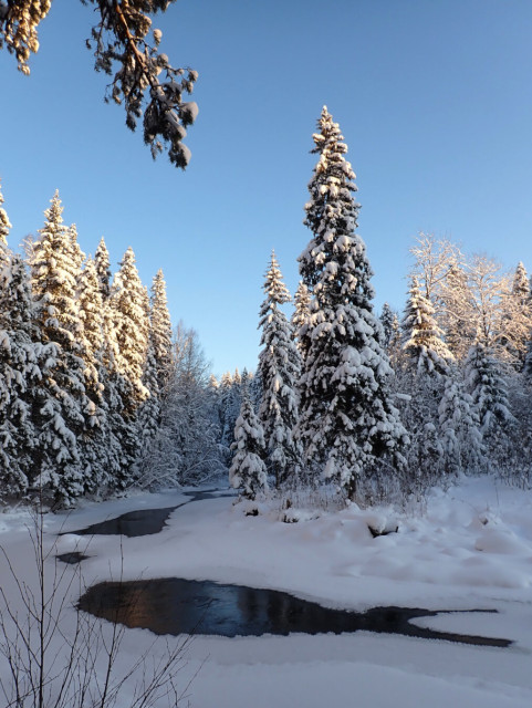 A winter landscape with a half-frozen river in the front and snow-covered forest on its banks. The sky is blue and clear, and big firs on the banks are partially lit by the sun.