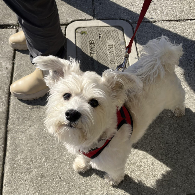 A small white dog on a leash, looking up at the camera with a happy face. 