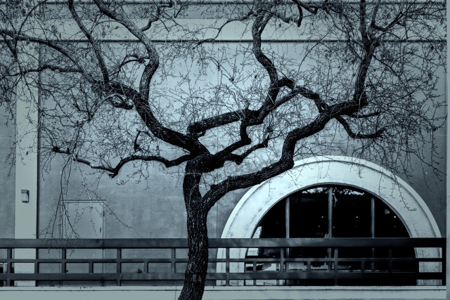 A stark, bare tree with twisted branches stands in front of a textured wall, contrasting against a rounded window. The image is in monochrome, enhancing the intricate details of the tree's branches.