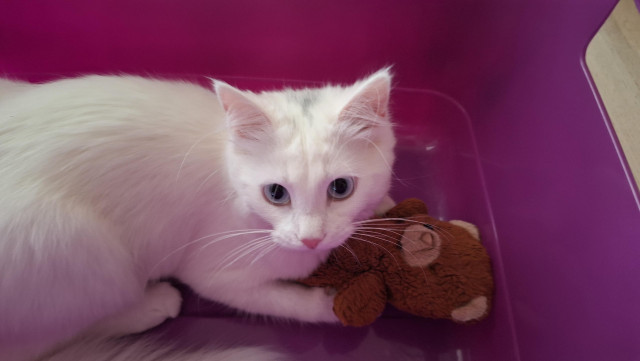 White cat with a teddy vear, looking at camera somewhat guiltily