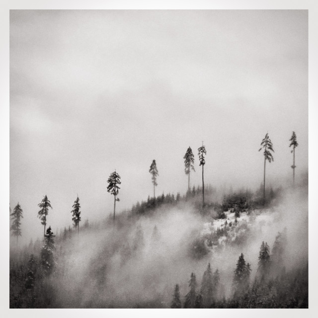 A misty landscape featuring tall, silhouetted trees on a hill, shrouded in fog. The scene is monochromatic, creating a serene and atmospheric mood.