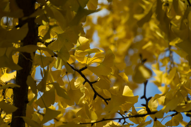 Photo looking at a small twig on a yellow ginkgo tree, it connects to a larger branch that runs down the left of the image and is surrounded by more yellow leaves.