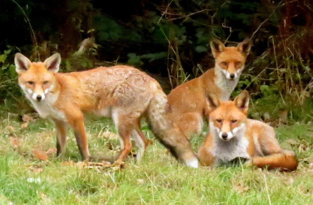 Three red foxes in a group, looking directly at the camera. One is standing, one is sitting upright, and one is lying down with head up