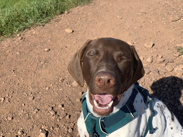 A happy brown and white dog smiling with closed eyes, sitting on a dirt path with green grass in the background.
